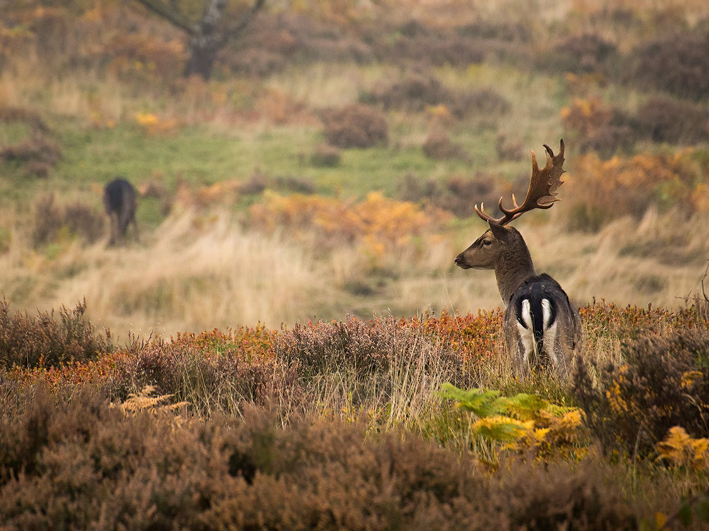 A fallow deer buck with palmate antlers stands in a field of dry, autumnal vegetation, with another deer visible in the blurred background.