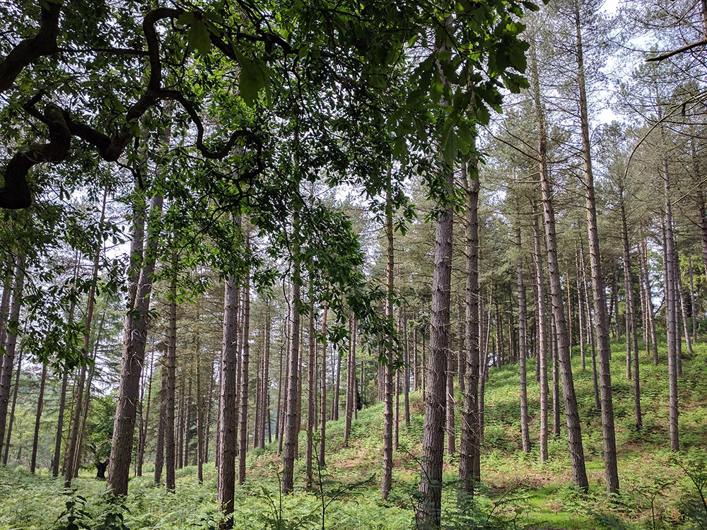 A low-angle view looking through a dense pine forest with a large, leafy oak tree branch in the foreground and a carpet of green ferns covering the sloped forest floor.