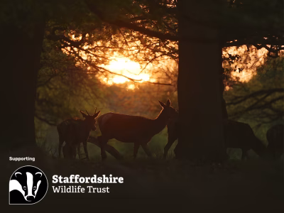 Group of deer silhouetted against a sunset/sunrise in a UK forest with supporting Staffordshire Wildlife Trust logo