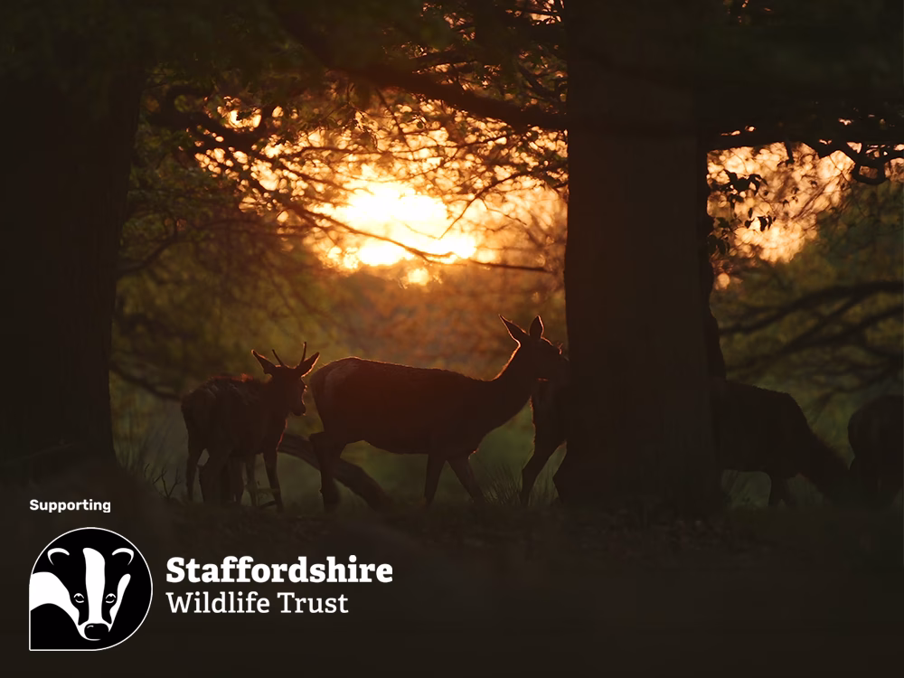 Group of deer silhouetted against a sunset/sunrise in a UK forest with supporting Staffordshire Wildlife Trust logo
